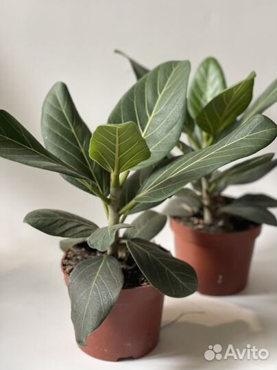 Фикус 