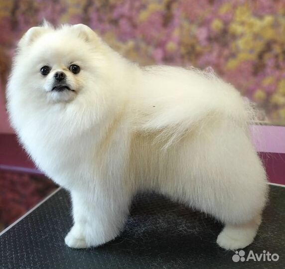 Кобели для вязки