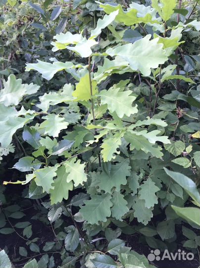 Саженцы дуба и др