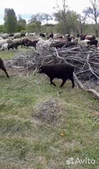 Овцы бараны