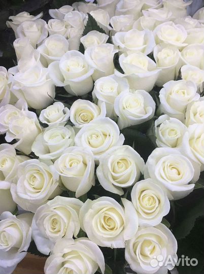 Высокие розы Доставка цветов