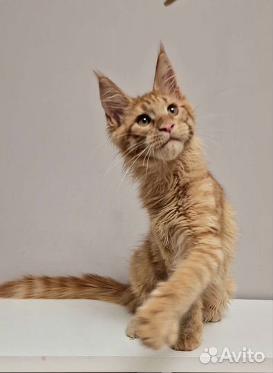 Солнечный мейн-кун с документами