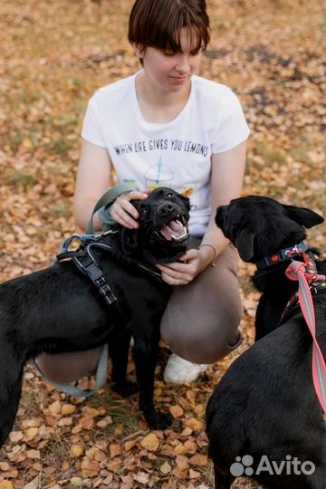 Помоги с выгулом собак в приюте