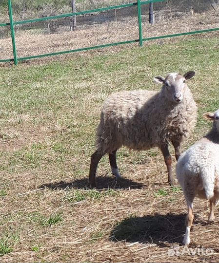 Овцы молодые на племя