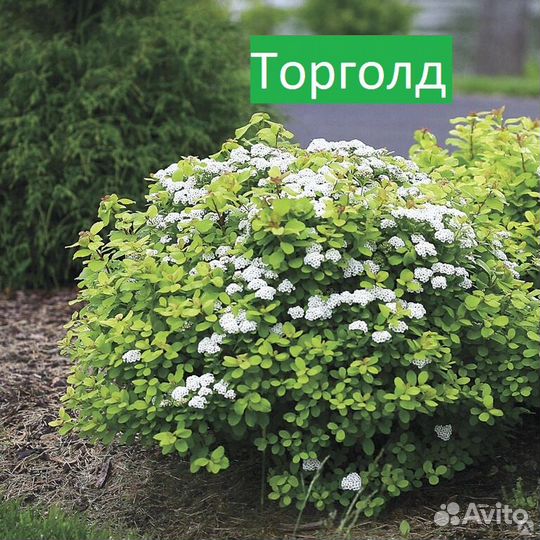 Спирея (разные сорта)