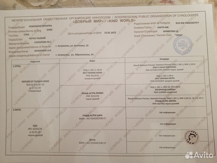 Продаются щенки немецкой овчарки