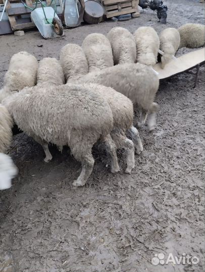 Овцы ягнята