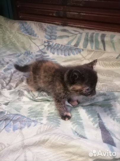 Котята бесплатно