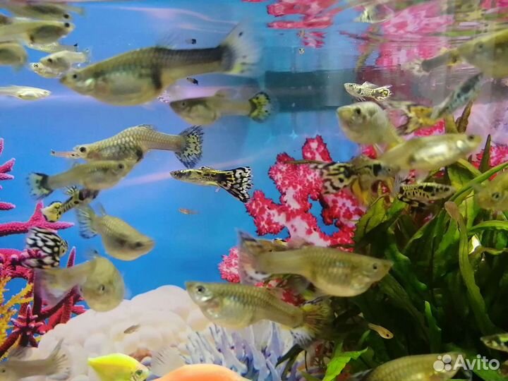 Продам гуппи