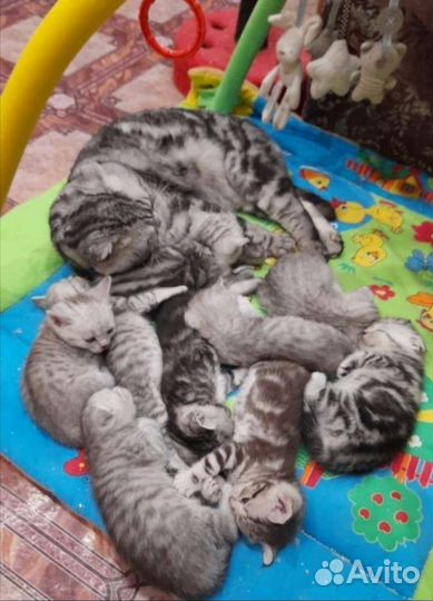 Котята Вислоухие и Прямоухие