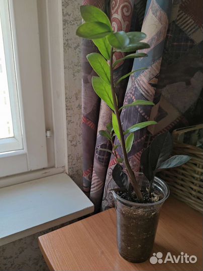 Комнатные растения цветы