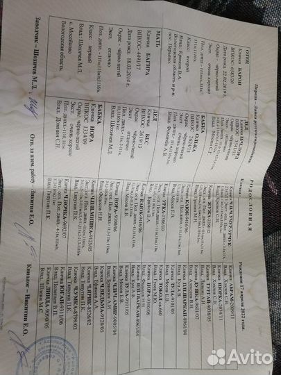 Охотничьи собаки рабочие