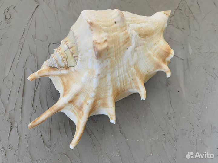 Морские ракушки раковины