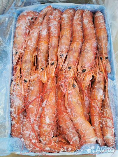 Лангустины L1 в наличии