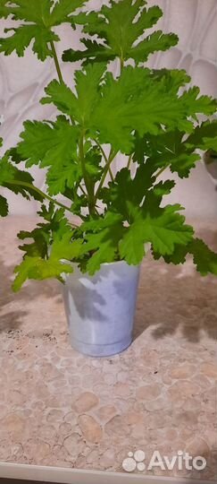 Толстянка, аихризон и душистая герань