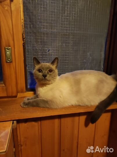 Голубоглазая красавица ищет дом