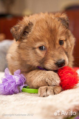 Щенки привитые