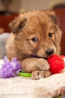 Щенки привитые