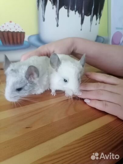 Шиншилла грызун