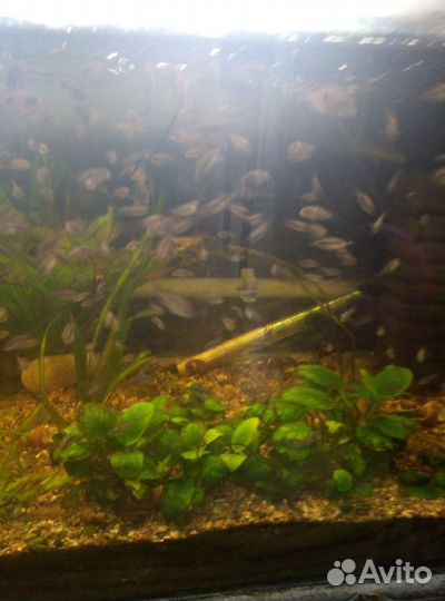 Рыбки и растения