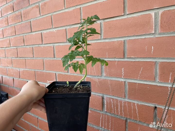 Балконные помидоры черри красные и желтые