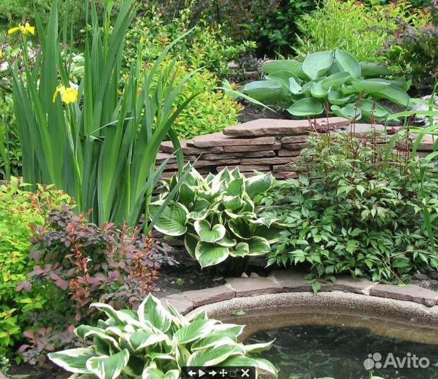 Ирис болотный (сибирский) жёлтый