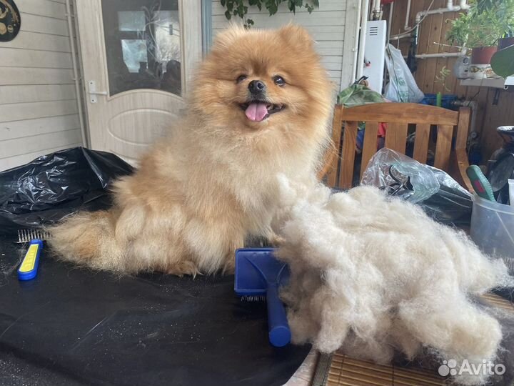 Грумминг (экспресс линька, стрижка)