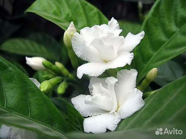 Табернемонтана