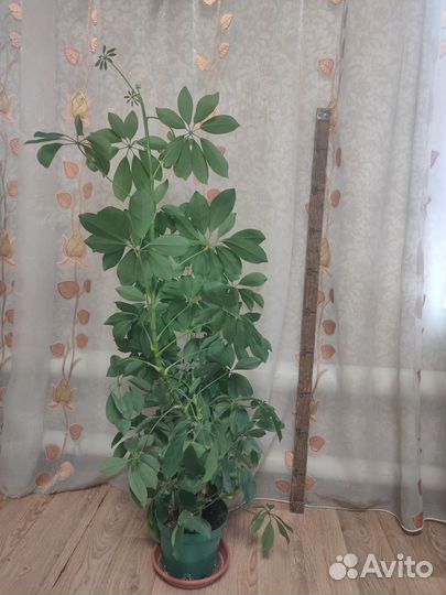 Шефлера, кофе, фикус эластика