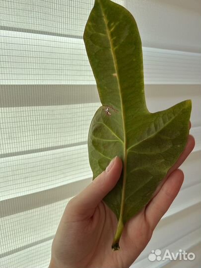 Кротон Кодиеум пёстрый