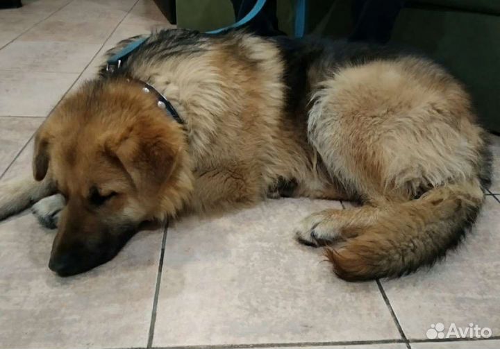 Молодой кобель в добрые руки, 10 месяцев