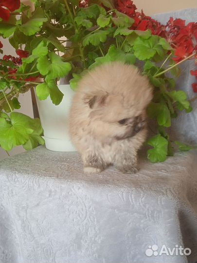 Померанский шпиц