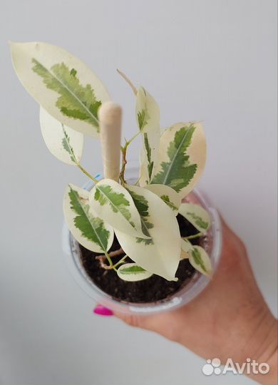 Фикус бенджамина де Гантель