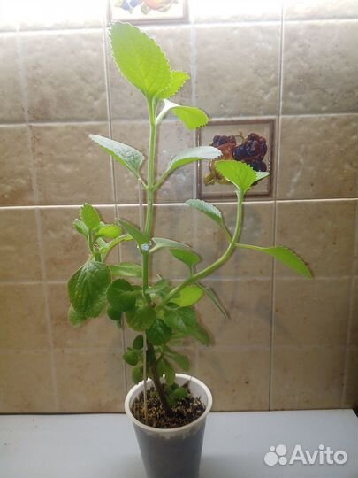 Плекратус ароматный, комнатная, лимонная мята