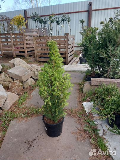 Канадская ель (глаука) Коника 60-70см