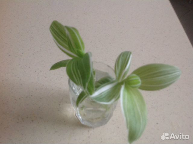 Традесканция зебрина