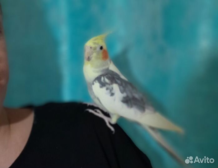 Попугай корелла девочка