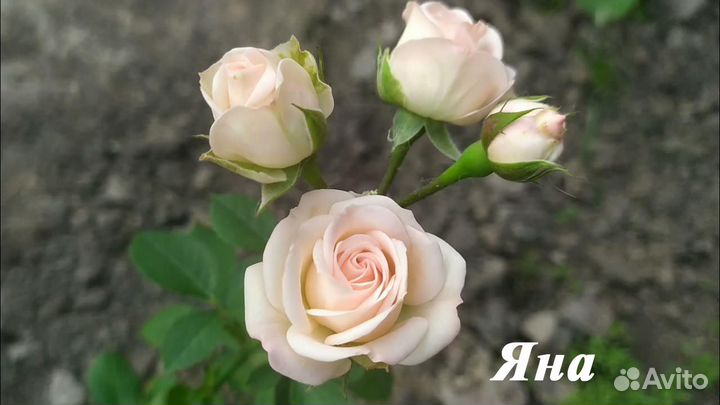 Розы групп флорибунда, спрей-розы, плетистые