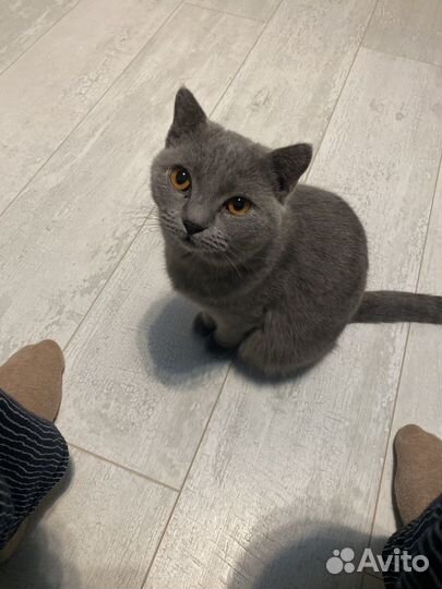 Британская кошка бесплатно