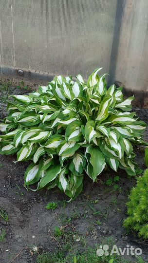 Суккуленты, хоста