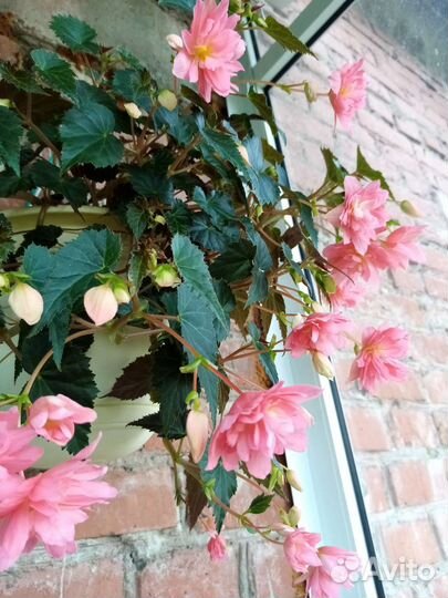 Бегония ампельная