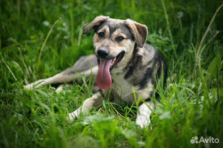 Молодой щенок подросток ищет дом