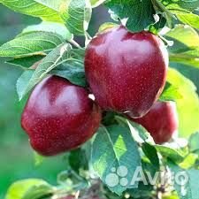 Саженцы яблони и груши из питомника