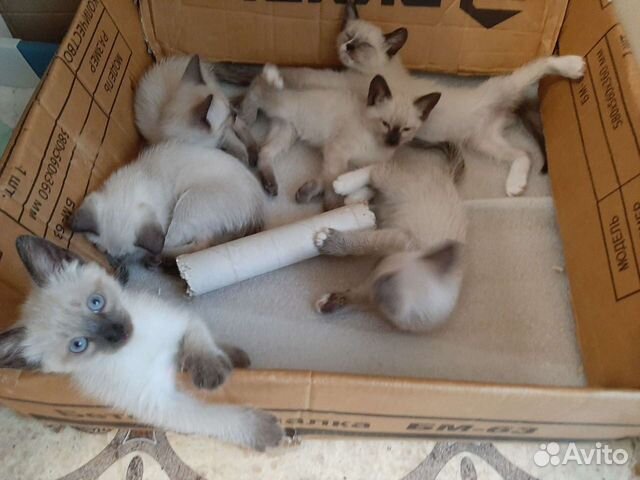 Балинез-сиамские котята объявление продам