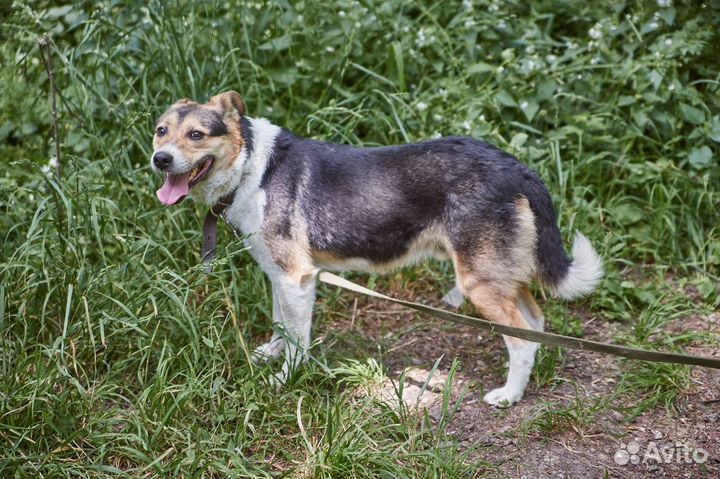 В добрые руки умный пёс Жук