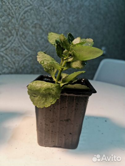 Каланхое блоссфельда