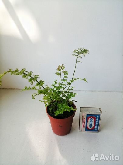 Папаротник Green Fantasy