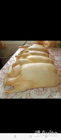 Гусь,домашнее мясо