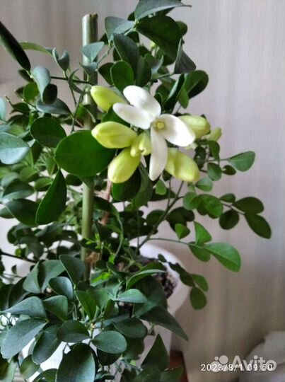 Муррайя метельчатая