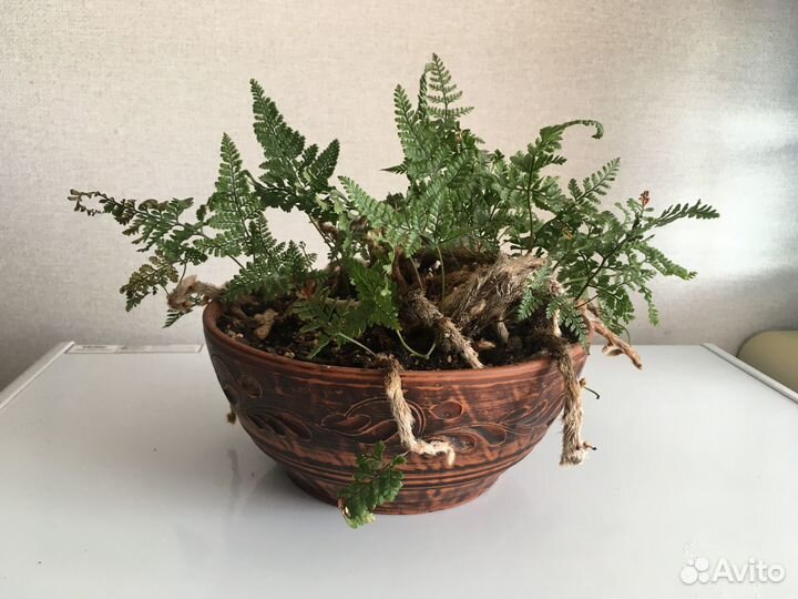 Даваллия (заячьи лапки)